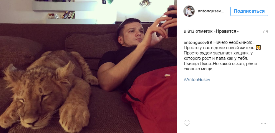 Пост Антона Гусева в Инстаграме и фото со львёнком
